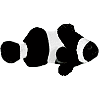 ORA Black Ocellaris Clownfish
