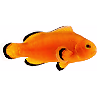 ORA Naked Ocellaris Clownfish