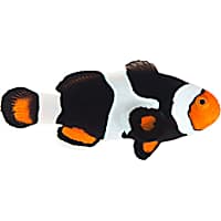 ORA Onyx Clownfish