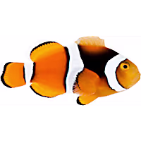 ORA True Percula Clownfish