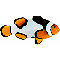 ORA Premium Picasso Clownfish