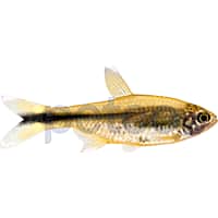 Petco Freshwater Fish Silver Tip Tetra