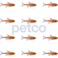 Petco Freshwater Fish Glowlight Tetra