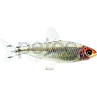 Petco Freshwater Fish Brilliant Head Rummy Nose Tetra