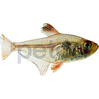 Petco Freshwater Fish Red Phantom Tetra