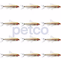 Petco Freshwater Fish Rummy Nose Tetra
