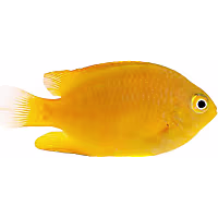 ORA Golden Damselfish
