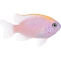 ORA Pink Smith Damselfish