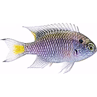 ORA Regal Damselfish