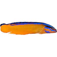 ORA Neon Dottyback