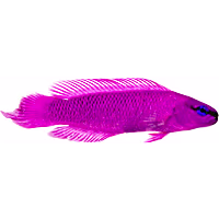 ORA Orchid Dottyback