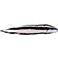 ORA Striped Dottyback