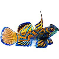 ORA Blue Mandarin Dragonet