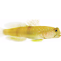 ORA Watchman Goby