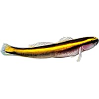 ORA Yellowline Goby