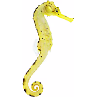 ORA Tigertail Seahorse