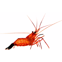 ORA Peppermint Shrimp