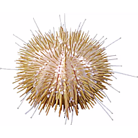 ORA Pincushion Urchin
