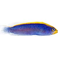 ORA Sunrise Dottyback