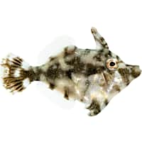 ORA Aiptasia Eating Filefish
