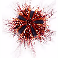 ORA Tuxedo Urchin
