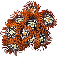 ORA Orange Zoanthid