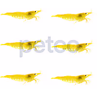 Petco Freshwater Fish Goldflake Shrimp