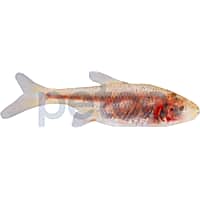 Petco Freshwater Fish Blind Cave Tetra
