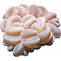 ORA Bubble Coral