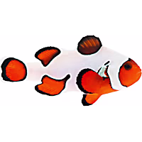 ORA Premium Gladiator Clownfish