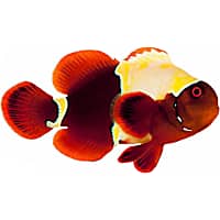 ORA Premium Goldflake Maroon Clownfish