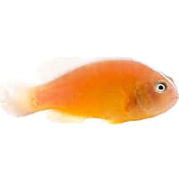 ORA Orange Skunk Clownfish