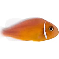 ORA Pink Skunk Clownfish