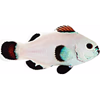 ORA Snow Storm Clownfish