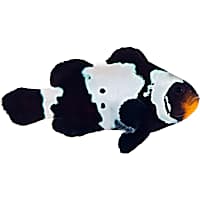 ORA Premium Black Snowflake Clownfish