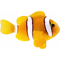 ORA Clarks Clownfish