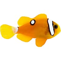 ORA Deluxe Clarks Clownfish
