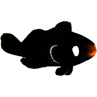 ORA Domino Clownfish
