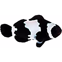 ORA Black Snowflake Clownfish