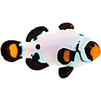 ORA Frostbite Clownfish