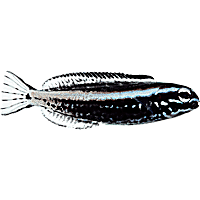 ORA Kamohora Blenny