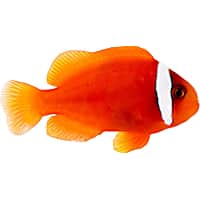 ORA Tomato Clownfish
