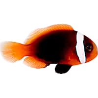 ORA Cinnamon Clownfish
