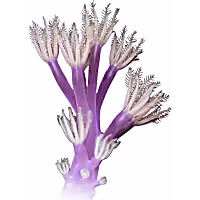 ORA Vargas Cespitularia Coral