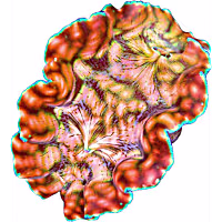 ORA Derasa Clam 2.5"