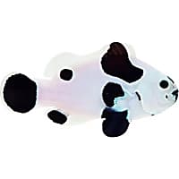 ORA Black Storm Clownfish