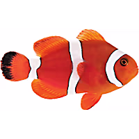 ORA Blood Orange Clownfish