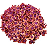ORA Red Flowerpot Goniopora Coral