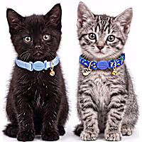 Petco Breakaway Kitten Collar Pack