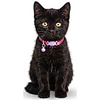 Petco Swirl Breakaway Kitten Collar
